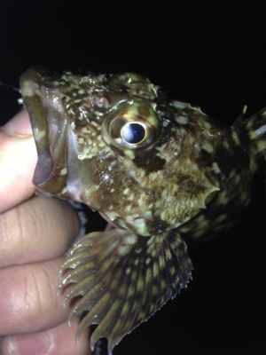 垂水漁港でガシリング！！17時〜21時