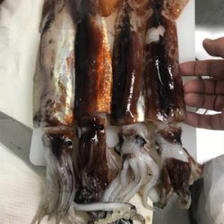 横須賀長井の光三丸さんでスルメイカ