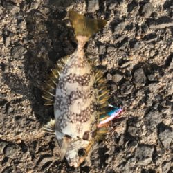 アジング‼︎(釣行 其の四)