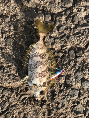 アジング‼︎(釣行 其の四)