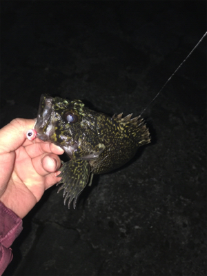 初投稿＆初タックル入魂(*n´ω`n*)