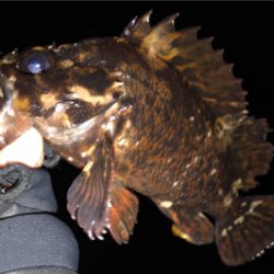 メバリングのちアジング