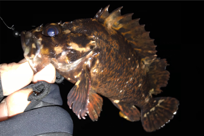 メバリングのちアジング