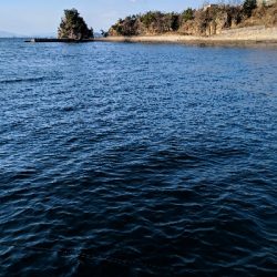 サビキメバル釣り