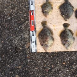 カワハギ超大型釣れました。