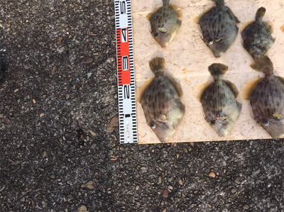 カワハギ超大型釣れました。