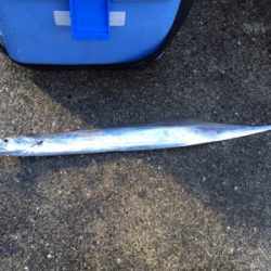 なんとかゲットしたけど。