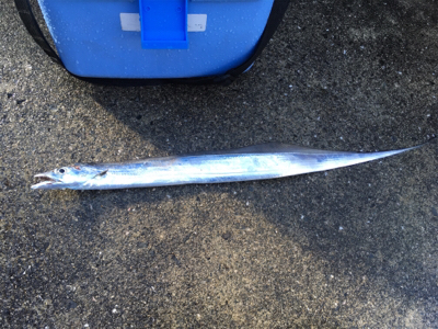 なんとかゲットしたけど。