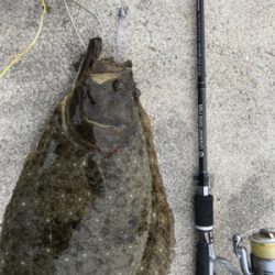 ガシラ狙ってたらヒラメが！