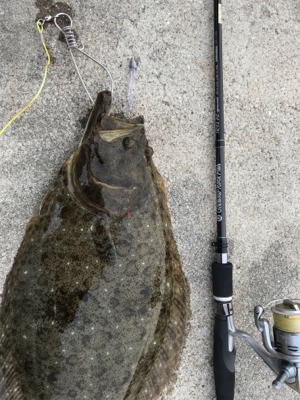 ガシラ狙ってたらヒラメが！