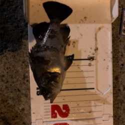 今年初メバリング