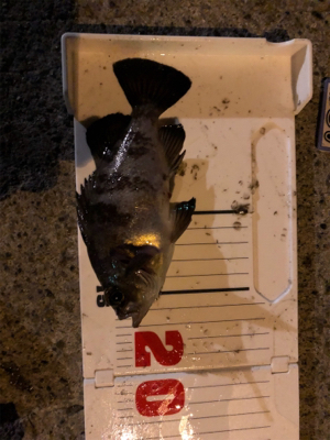 今年初メバリング