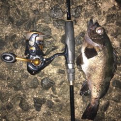 初アジングで人生最大○○