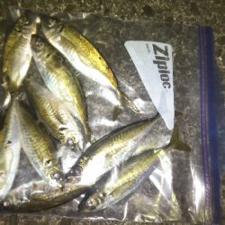 阿南市の椿泊でアジング