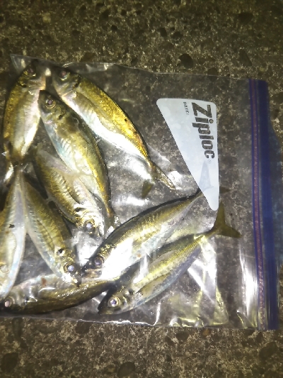 阿南市の椿泊でアジング