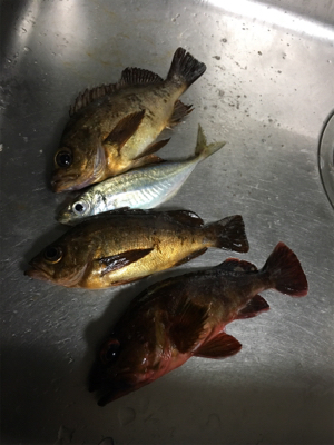 明日朝5時起きですが…