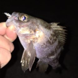 アフター渋めメバリング