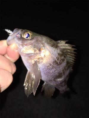 アフター渋めメバリング