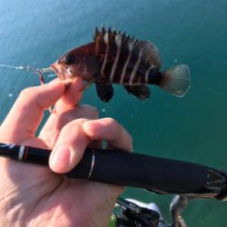 ハタング！(釣行 其の六)