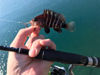 ハタング！(釣行 其の六)