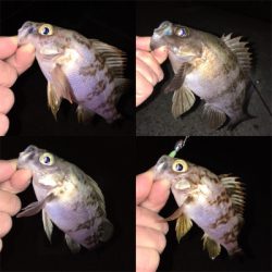 2桁釣果メバリング