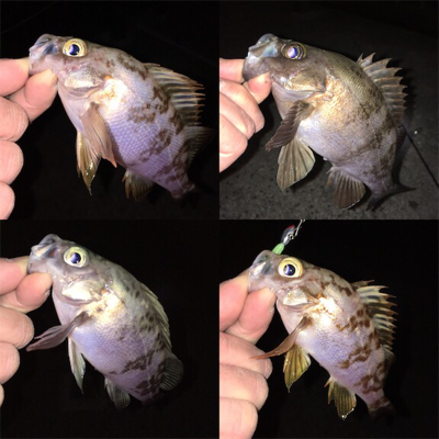 2桁釣果メバリング