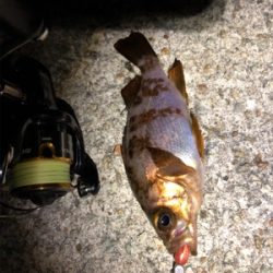 メバルとガシラ