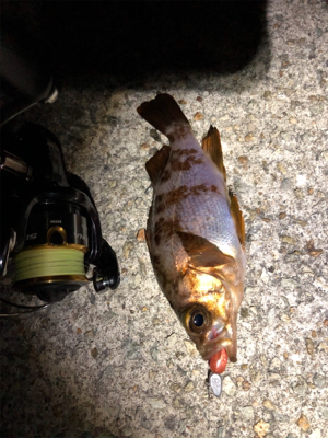 メバルとガシラ