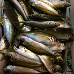 あおりじゃないけど念願の！