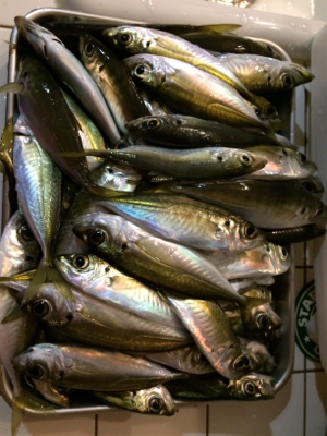 あおりじゃないけど念願の！