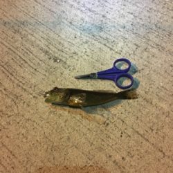 春のお告げはまだまだのようです