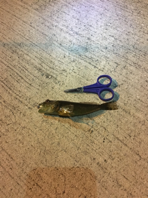 春のお告げはまだまだのようです