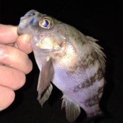 明石メバリング