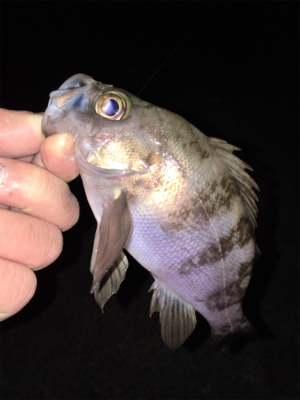 明石メバリング