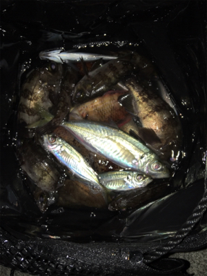 夕まづめライトゲーム