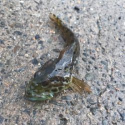 2018初フィッシュ