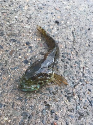 2018初フィッシュ