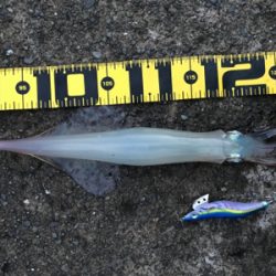 子ガッシー祭り