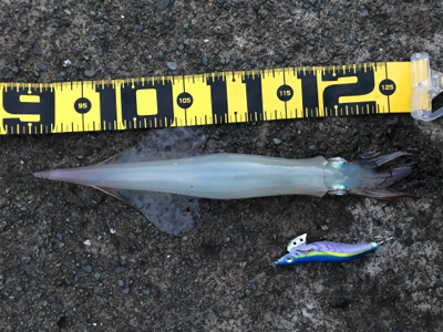 子ガッシー祭り