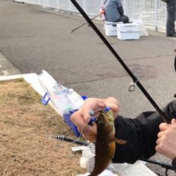 ルアーでカマス