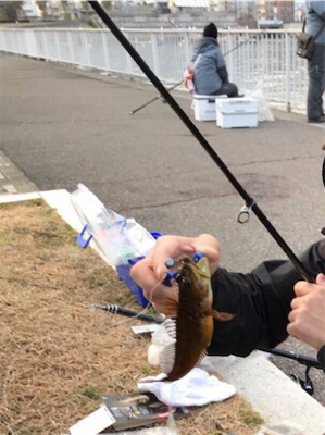 ルアーでカマス