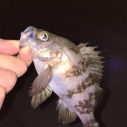 明石周辺メバリング