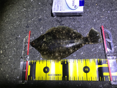 メバリングでカレイ