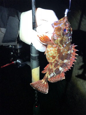 初チタンティップ(釣行 其の七)