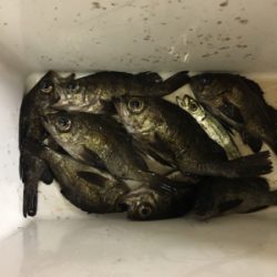 夕方メバルリング