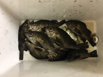 夕方メバルリング