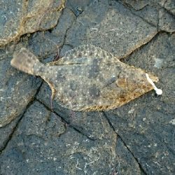 ライトゲーム(*´ω`*)