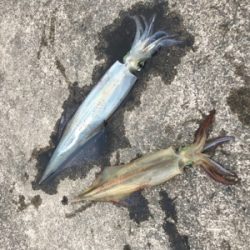 伊根〜宮津まで極寒ヤリイカランガンエギング