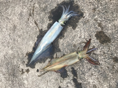 伊根〜宮津まで極寒ヤリイカランガンエギング