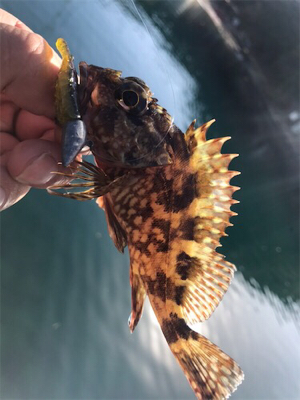 サイトガシリング♪